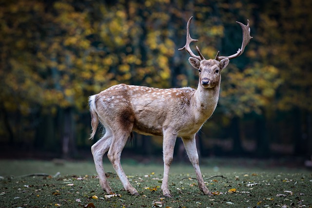 Alleged Deer Poaching Ring Involves Disturbing Animal Abuse and Brutal Killing of Over 100 Deer