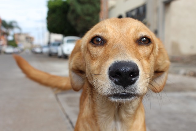 Albuquerque Woman Allegedly Forces 19 Dogs to Endure Inhumane Conditions Amid Shocking Discovery of Deceased Individual