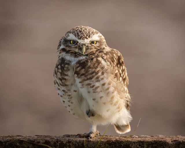 Music Video Stuns Londoners with Alleged Owl Wings as PETA Highlights Reported Cruelties in Chicken Farming