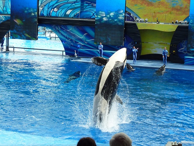 Candy Companies Cut Ties with SeaWorld Amid Allegations of Animal Cruelty and Exploitation at Marine Parks