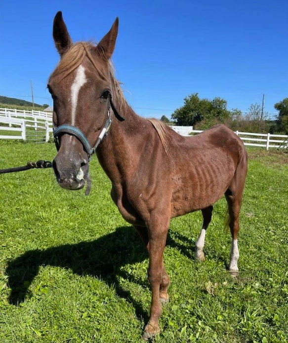 Horses Reportedly Found in Unsanitary Conditions with No Access to Clean Water or Shelter