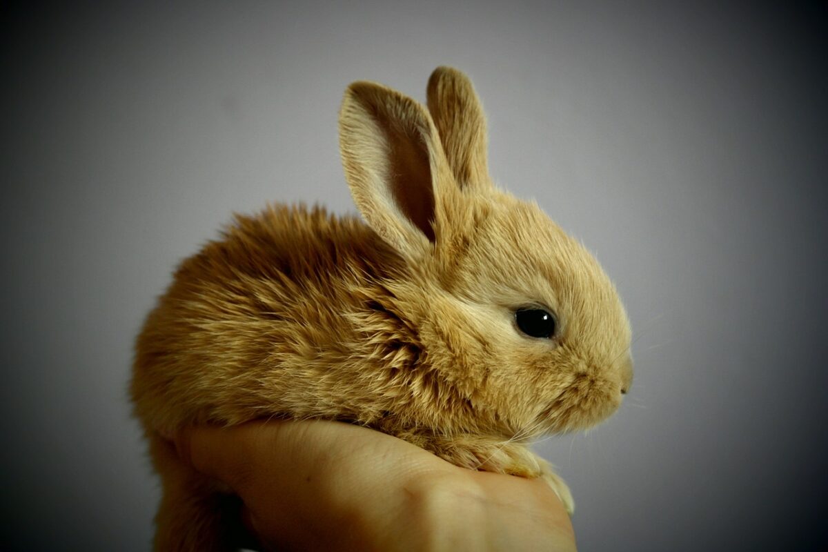 Horrific Break-In at Preschool Results in Three Beloved Rabbits Found Dead, One Decapitated