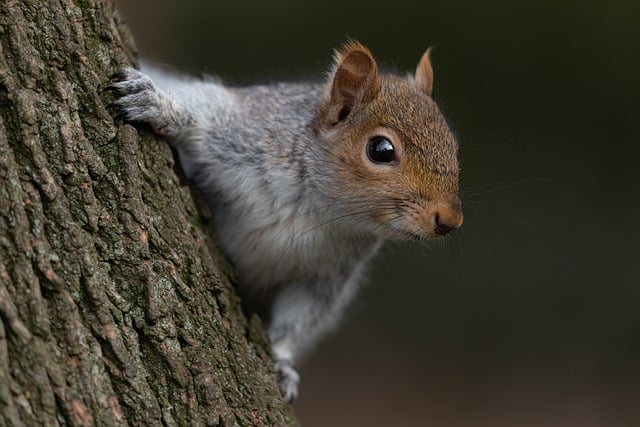 Outrage Erupts After Alleged Heavy-Handed Seizure and Euthanasia of Beloved Social Media Squirrel Peanut, Sparking Community Donations