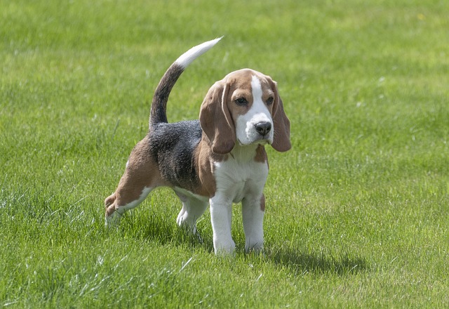 ‘Christmas Miracle’ Beagle Reportedly Found Chained Without Shelter and Near Death Before Rescue