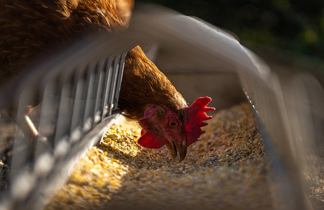 Allegations of Inhumane Treatment: Factory-Farmed Chickens Reportedly Endure Severe Pain and Suffering Under ‘Better Chicken Commitment’