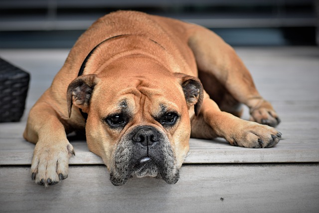 Man Charged With Animal Cruelty After Six Dogs Allegedly Found Severely Malnourished In Disturbing Conditions