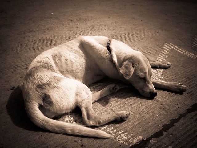 Hundreds of Animals Apparently Rescued from Cruelty, Found Starving and Living in Filthy Conditions