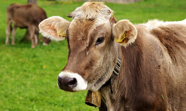 Allegedly Grave Injuries From Shrapnel Leave Cow Mriya Fighting For Life Amid Ukraine’s Ongoing Crisis