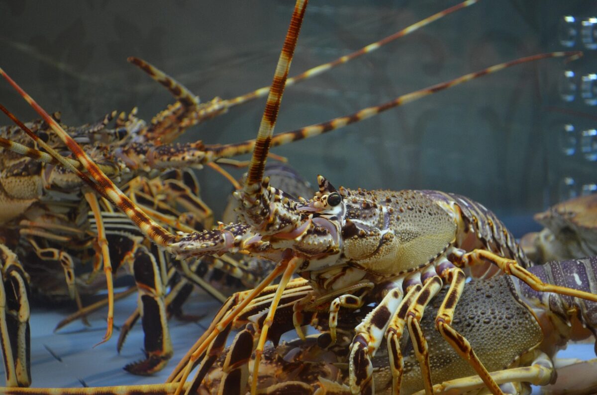 Scientists Demand Ban on Boiling Crustaceans, Allegedly Subjecting Lobsters and Crabs to Painful Experiments to Prove Sentience