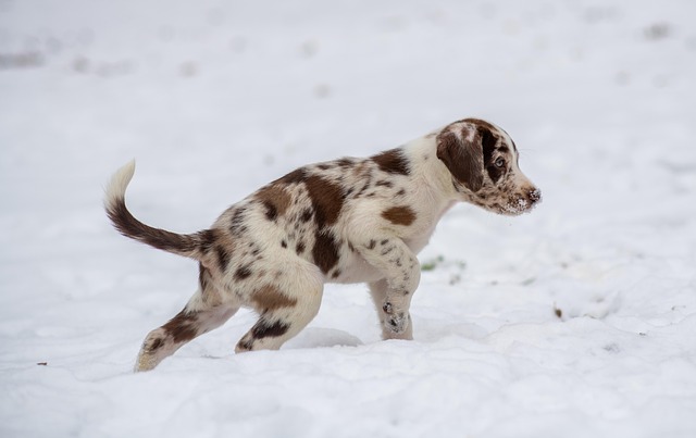 Man Allegedly Leaves Puppies To Freeze To Death In Frigid Conditions, Faces Felony Animal Cruelty Charges