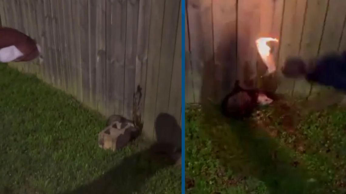 Disturbing Video Allegedly Shows Opossum Being Set On Fire