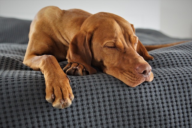Investigation Launched into Reportedly Deceased Dog Among Nine Found Malnourished