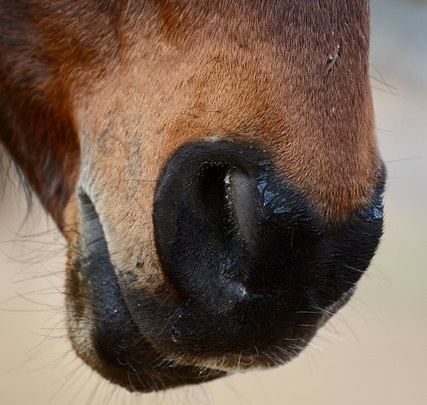 Horses Reportedly Found Near Death Among Deceased Companions