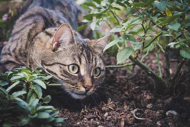 Investigation Underway Into Brutal Abuse Of Community Cat Found Injured With Signs Of Torture