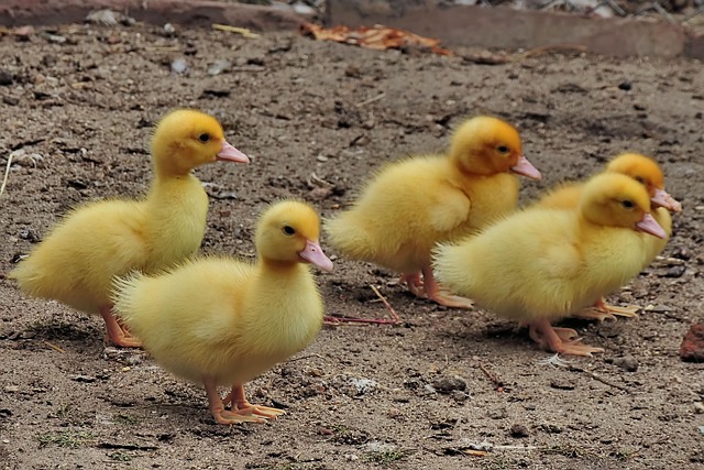 Van Allegedly Kills Duck Mother, Leaving 11 Ducklings Orphaned by Side of Road
