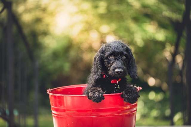 Warning Issued As Animal Welfare Groups Condemn Disturbing Trend Of Ice Bucket Challenges Involving Unwitting Dogs