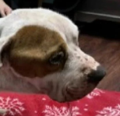 Police Investigate Reported Animal Abuse Case Involving Emaciated Pit Bull Mix Left Dehydrated And Needing Urgent Care