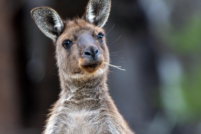 Kangaroo Beats South Carolina Man to Death During Roughhousing Incident at Family-Owned Petting Zoo