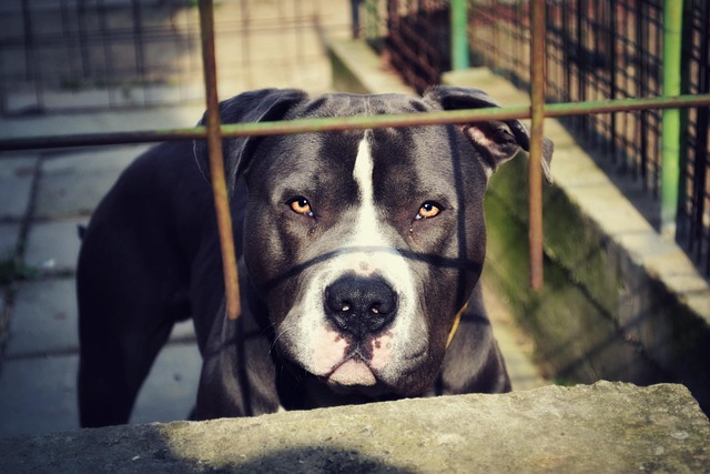 Allegations Of Horrific Abuse Emerge As Authorities Reportedly Rescue 34 Dogs From Disturbing Backyard Breeding Operation