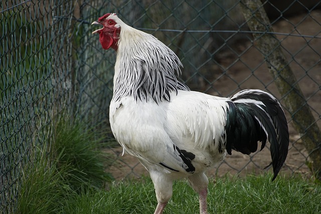 Police Arrest Man Amid Disturbing Allegations Of Cockfighting And Animal Cruelty Alongside Drug Charges