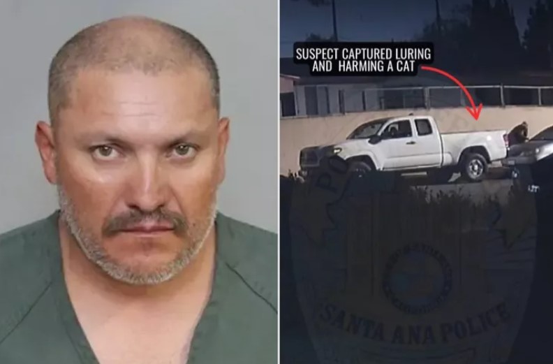 California Man Allegedly Kills Over 12 Cats, Charged With Felony Animal Cruelty and Theft of Companion Animal