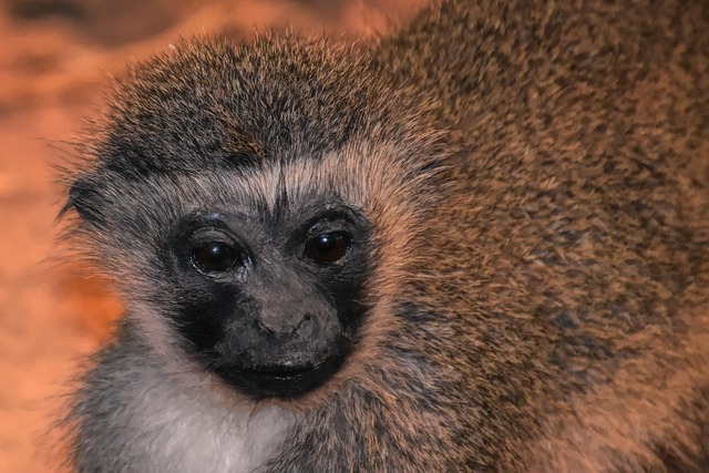 Authorities Rescue Two More Monkeys From Illegal Captivity Amid Growing Concerns Over Wildlife Abuse
