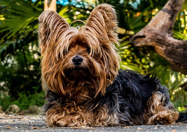 Man Sentenced After Allegedly Causing Yorkshire Terrier’s Death Through Brutal Abuse and Neglect