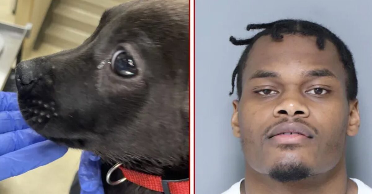 Detroit Man Charged With Allegedly Torturing Puppy, Preparing To Remove Tail Before Stuffing It In Trash Bag