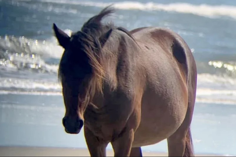 Reportedly Impaired Driver Strikes And Kills Critically Endangered Stallion, Sparking Outcry Over Beach Safety